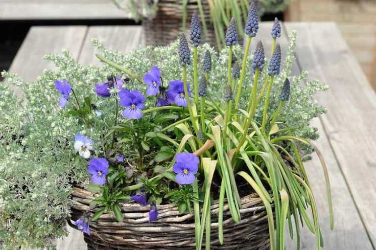 Composer une jardinière de printemps 7 idées Promesse de Fleurs — free download