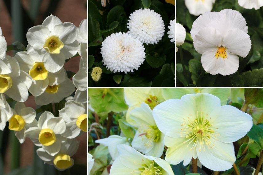 Composer une jardinière de printemps : 7 idées - Promesse de Fleurs