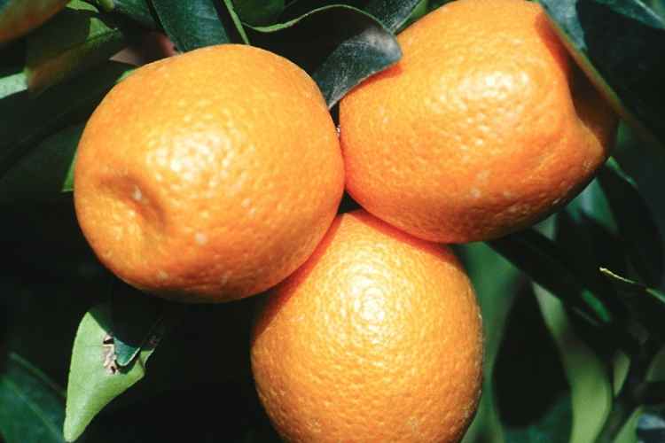 Kucle (Fortunella margarita (kumquat)x Citrus clementina (clémentine)