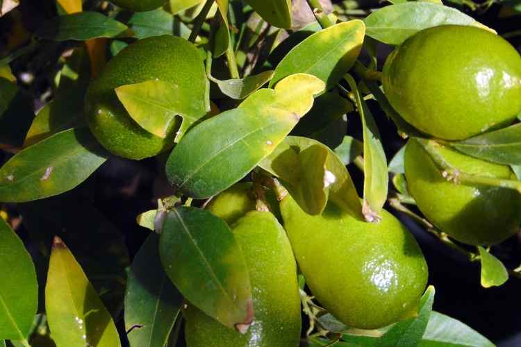 Le citron jaune de Menton ou d'ailleurs, la touche acidulée à vos