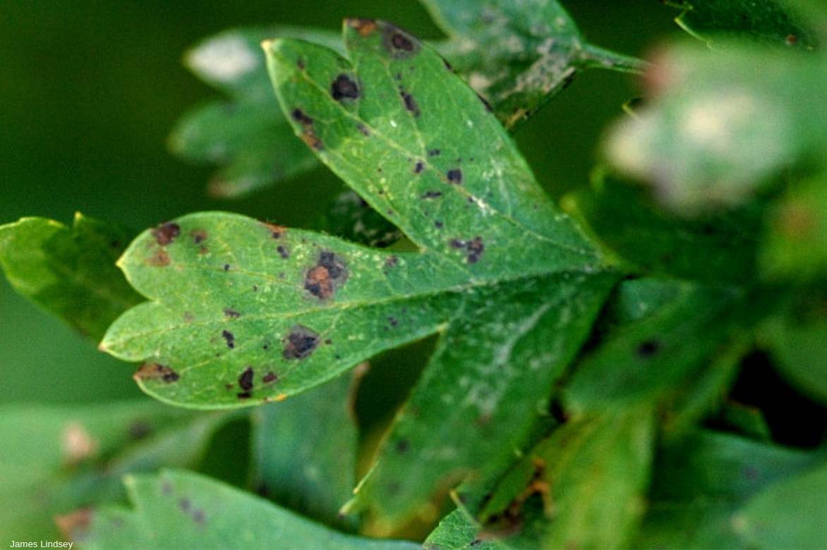 Lutter contre l'entomosporiose