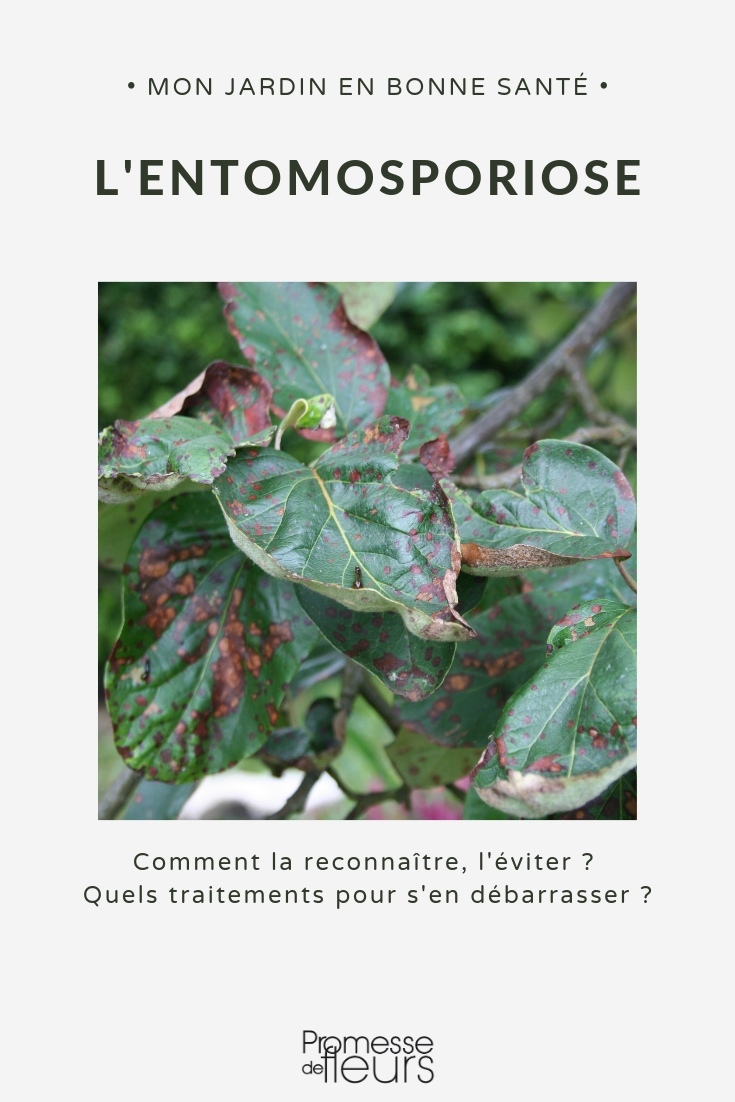 entomosporiose, dommages et traitement