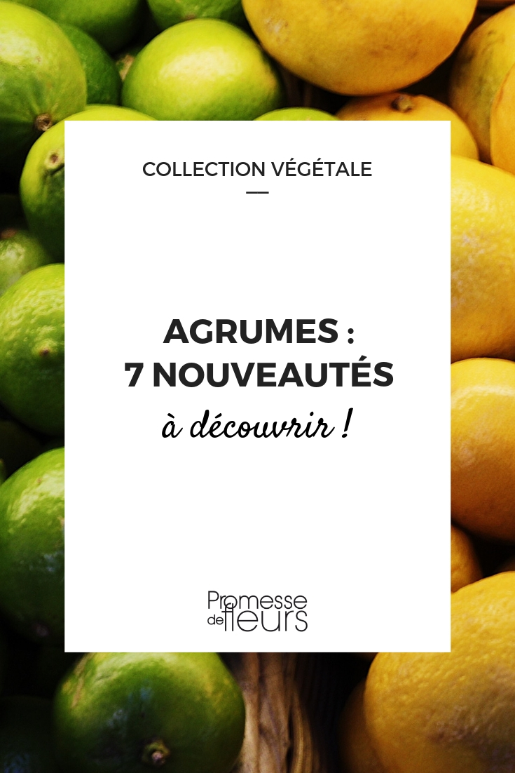 Agrumes, nouveautés