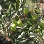 Olivier, Olea europaea : plantation, taille