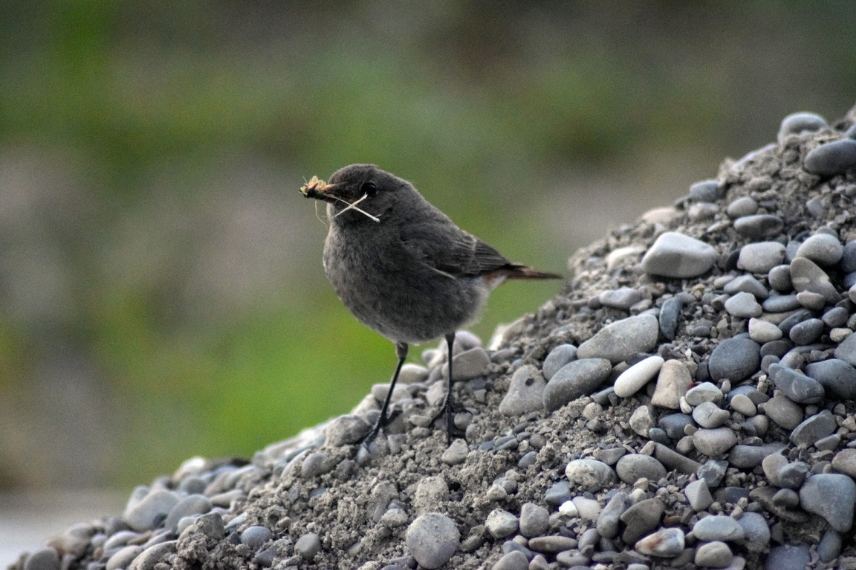 oiseaux contre les moustiques