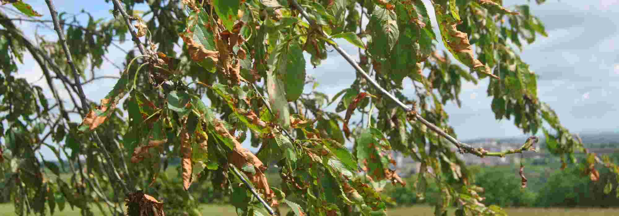 Le Coryneum ou Criblure des fruitiers à noyaux