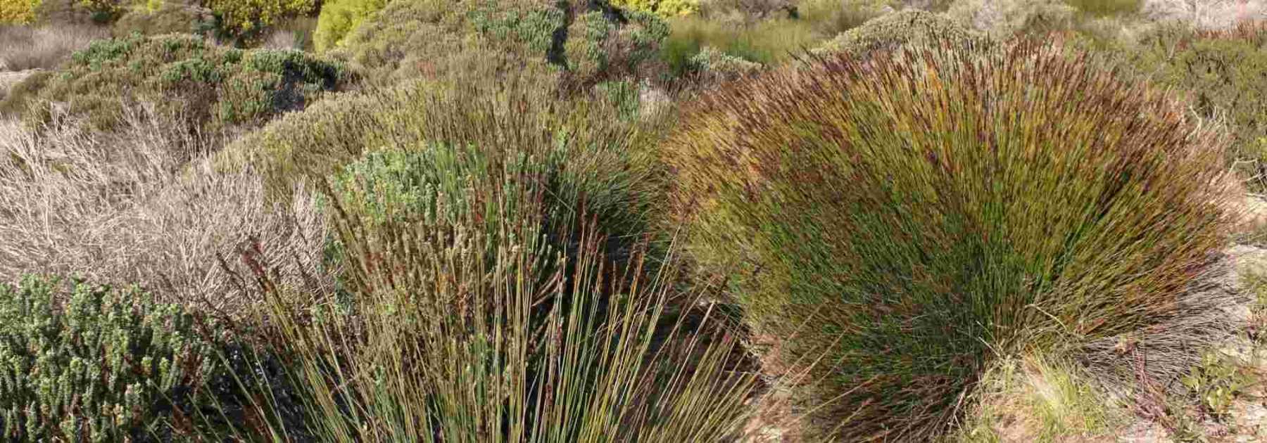 Restio, elegia capensis : planter, tailler et entretenir