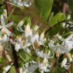 Styrax, Aliboufier : planter, cultiver, entretenir