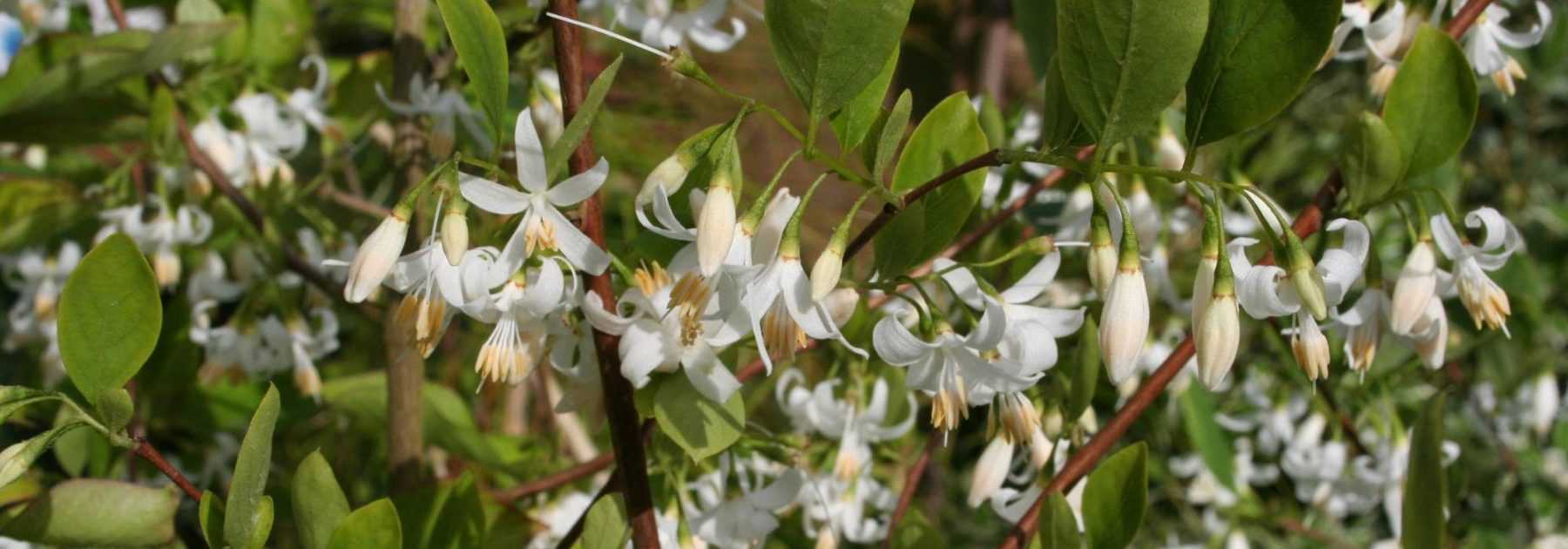 Styrax, Aliboufier : planter, cultiver, entretenir