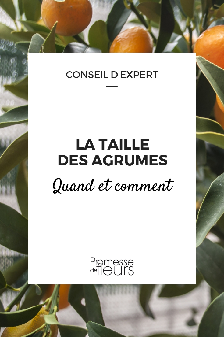 tailler les agrumes