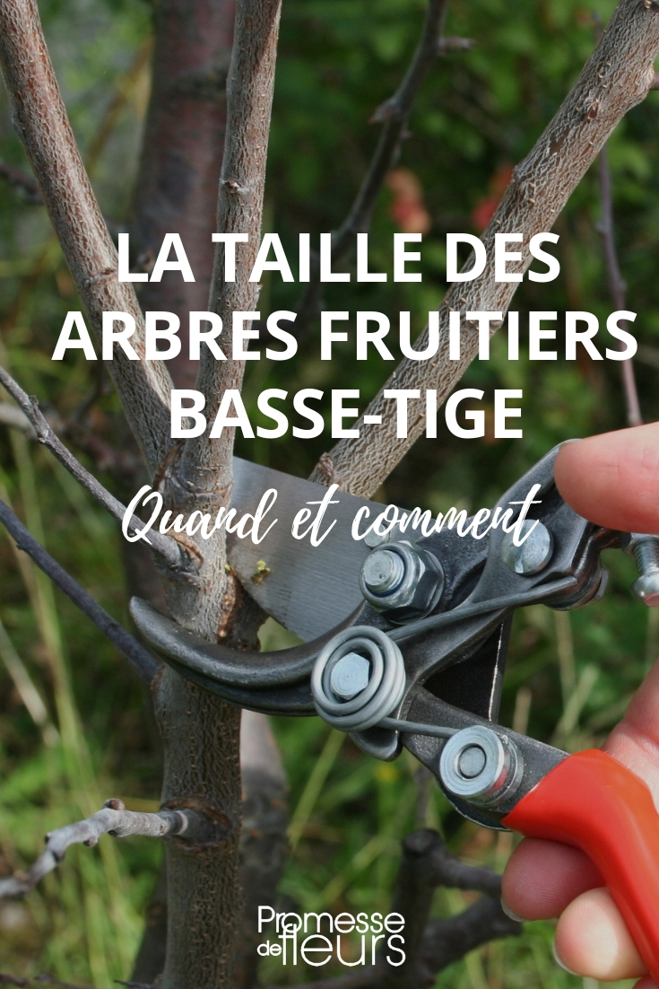 tailler des arbres fruitiers basse tige