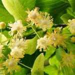 Tilleul, Tilia : plantation, culture et taille