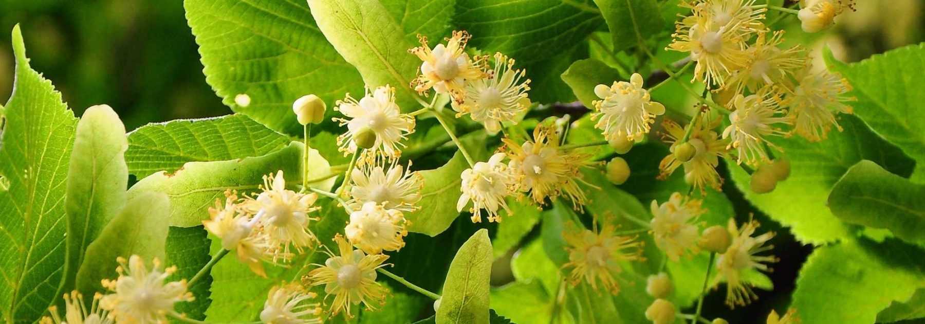 Tilleul d'Amérique - Tilia americana - Le Jardin du Pic Vert