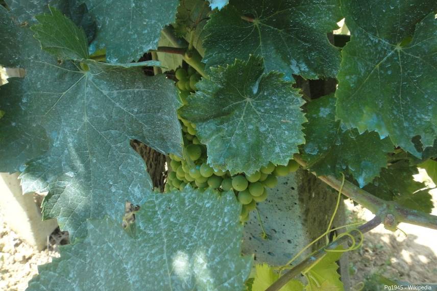 Bouillie bordelaise et alternatives à base de cuivre pour soigner son  jardin. Tout savoir. 