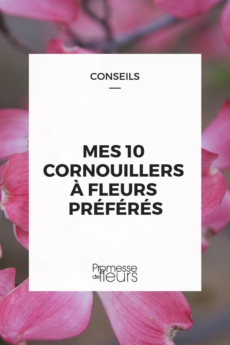 10 cornus à fleurs indispensables