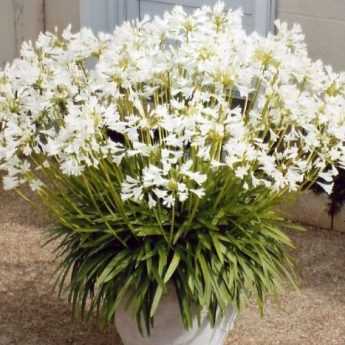 L'Agapanthe Pitchoune White : une lilliputienne très généreuse !
