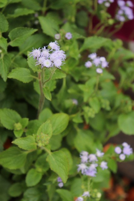 ageratum