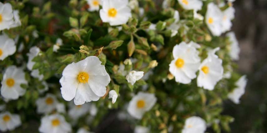 15 plantes pour rocaille ensoleillée - Notre sélection