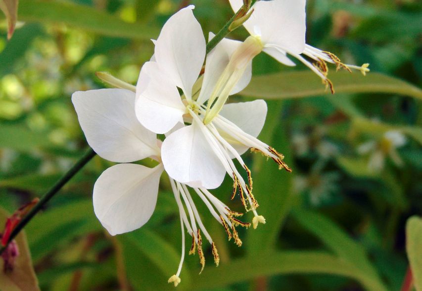 gaura vivace à effet rapide