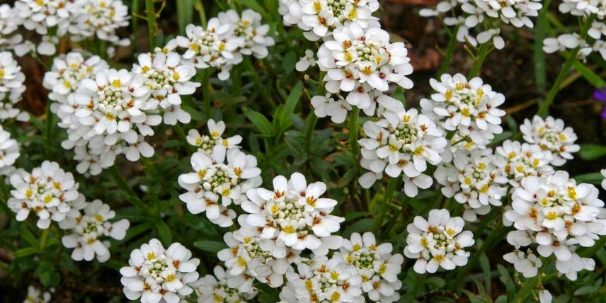 15 plantes pour rocaille ensoleillée - Notre sélection