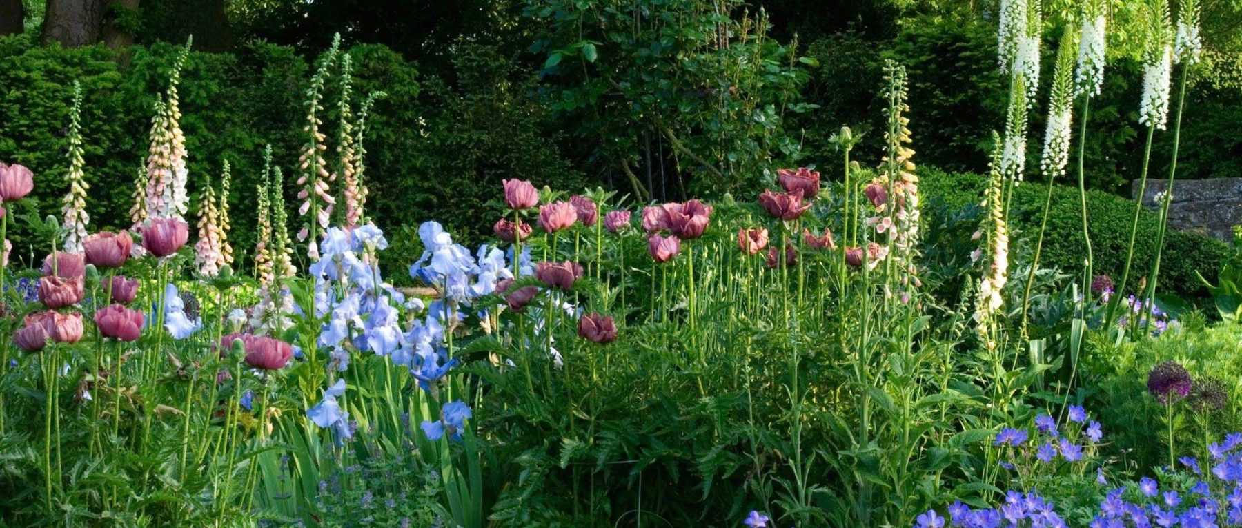Jardin anglais : 10 plantes emblématiques