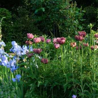 Jardin anglais : 10 plantes emblématiques