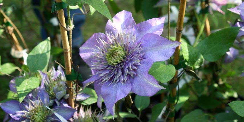 Tour de lit à fleurs déhoussable - jardin anglais