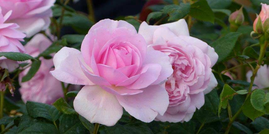 La floraison du rosier anglais 'The Ancient Mariner'
