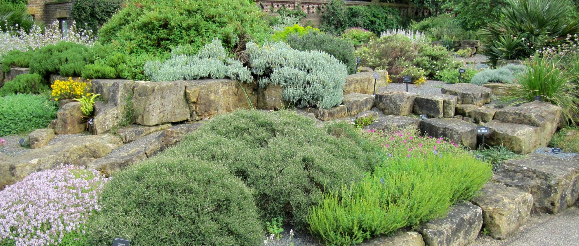 Jardin d'ombre - Vivaces, annuelles et arbustes