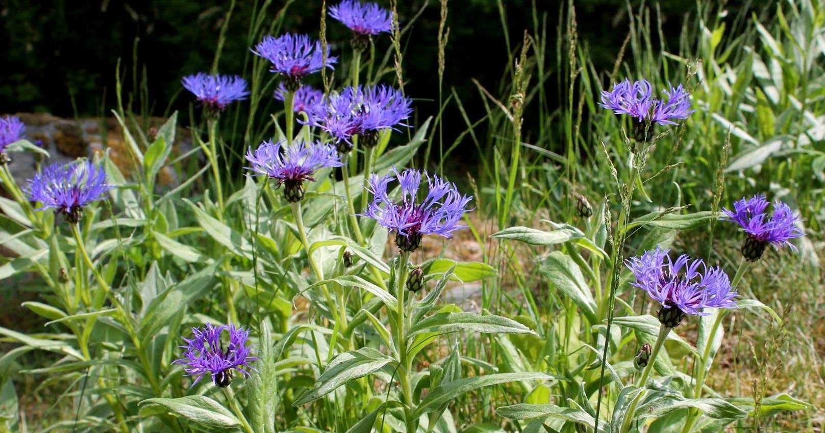 10 plantes vivaces pour sol calcaire