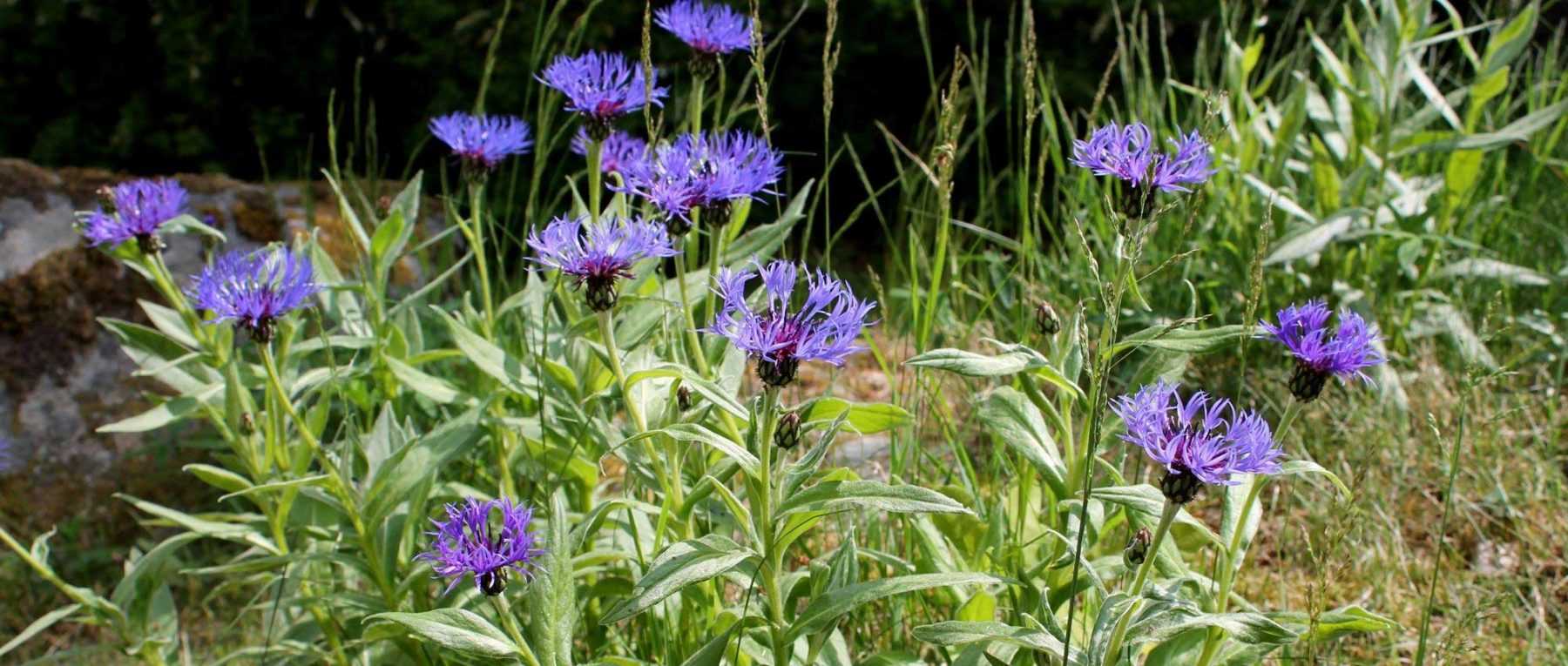 10 plantes vivaces pour sol calcaire