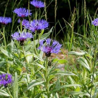 10 plantes vivaces pour sol calcaire