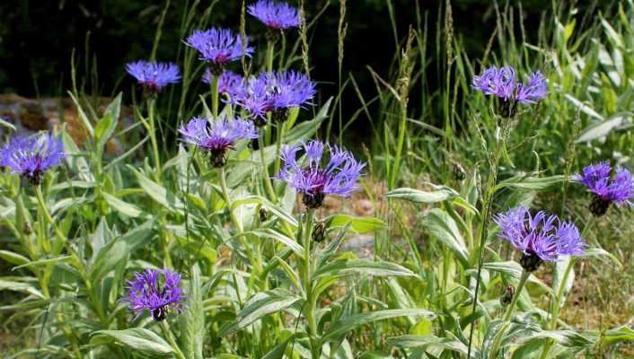 10 plantes vivaces pour sol calcaire