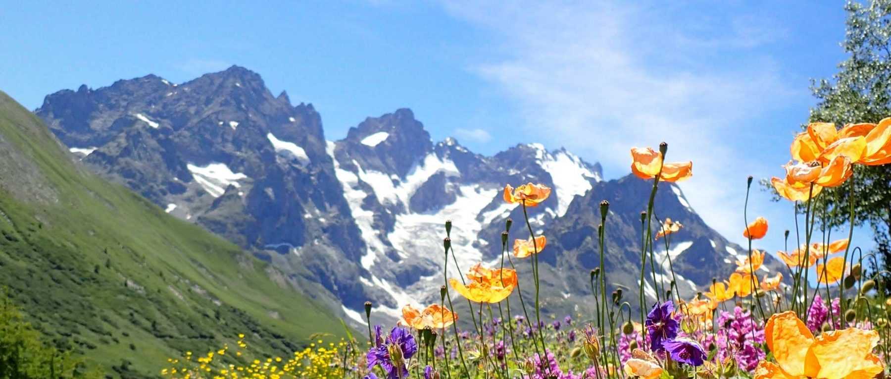Culture des plantes alpines et de rocaille
