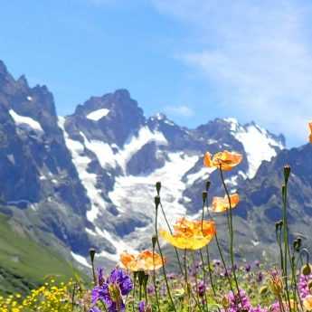 Les plantes vivaces alpines