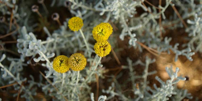 15 plantes pour rocaille ensoleillée - Notre sélection