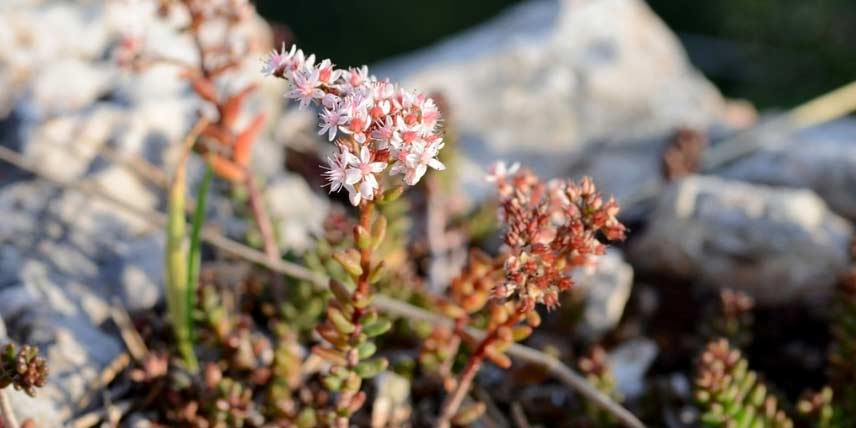 15 plantes pour rocaille ensoleillée - Notre sélection