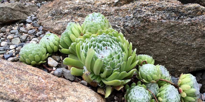 Plantes alpines pour mini rocaille - La terre est un jardin