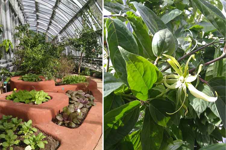 tour du monde en 80 plantes