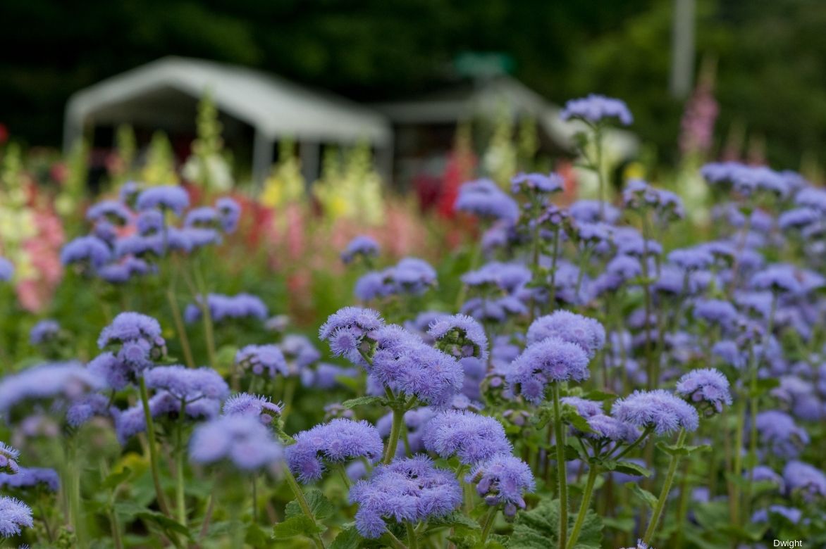 ageratum