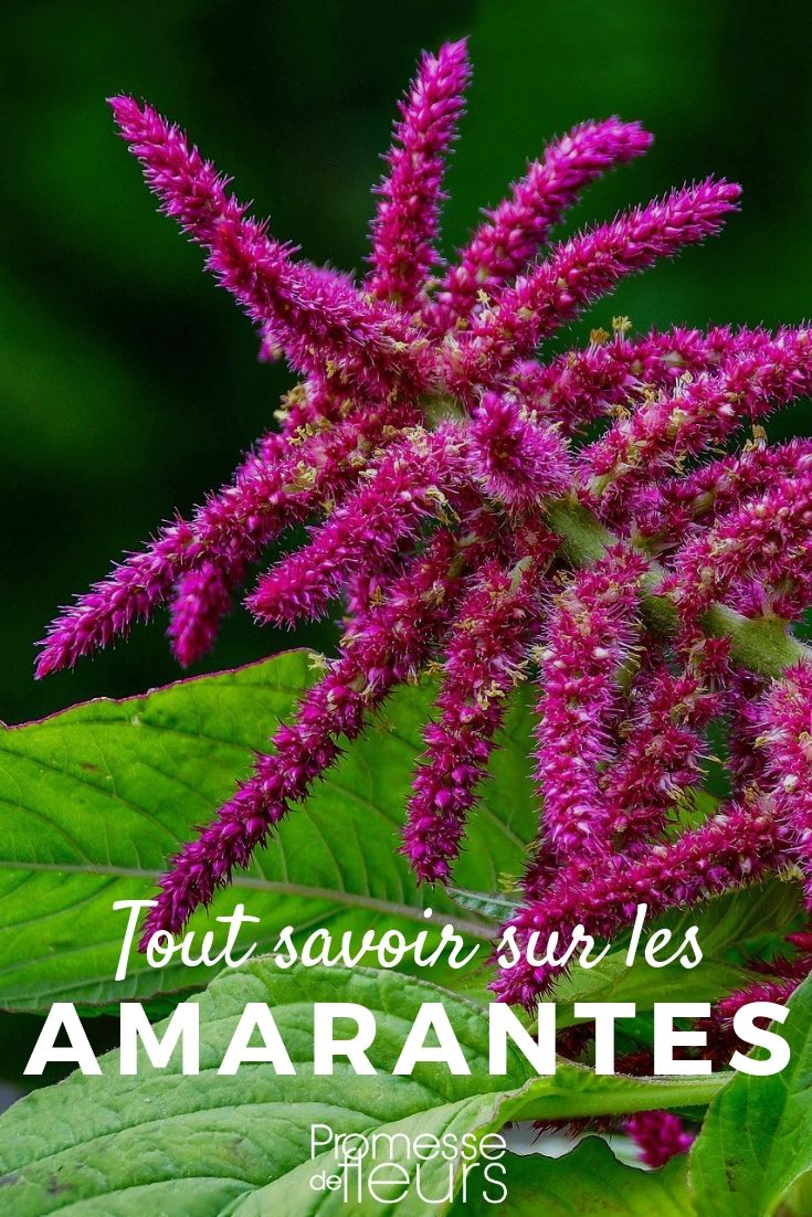 amaranthus tout savoir