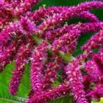 Amarante, Amaranthus : semis, plantation, entretien