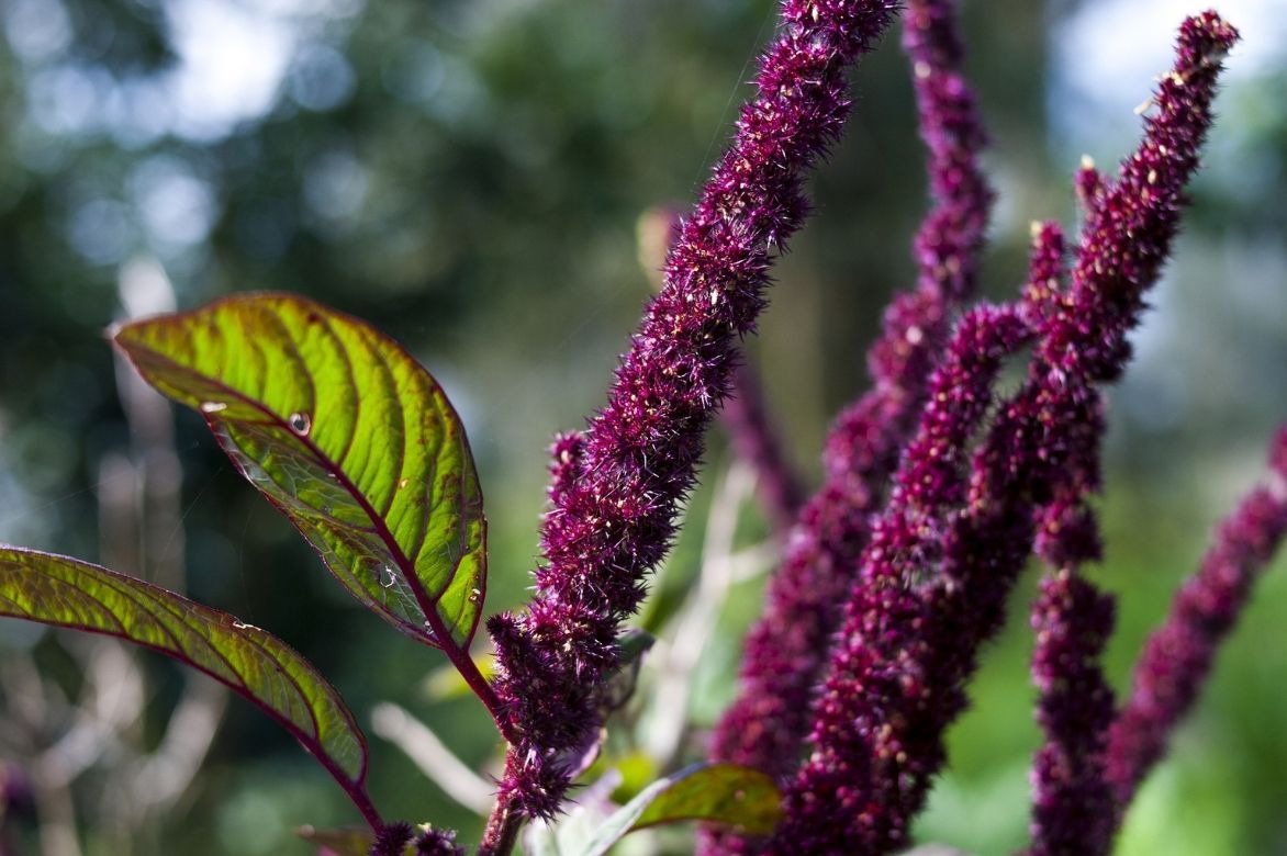 amaranthus