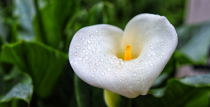 fleurs à couper pour de beaux bouquets