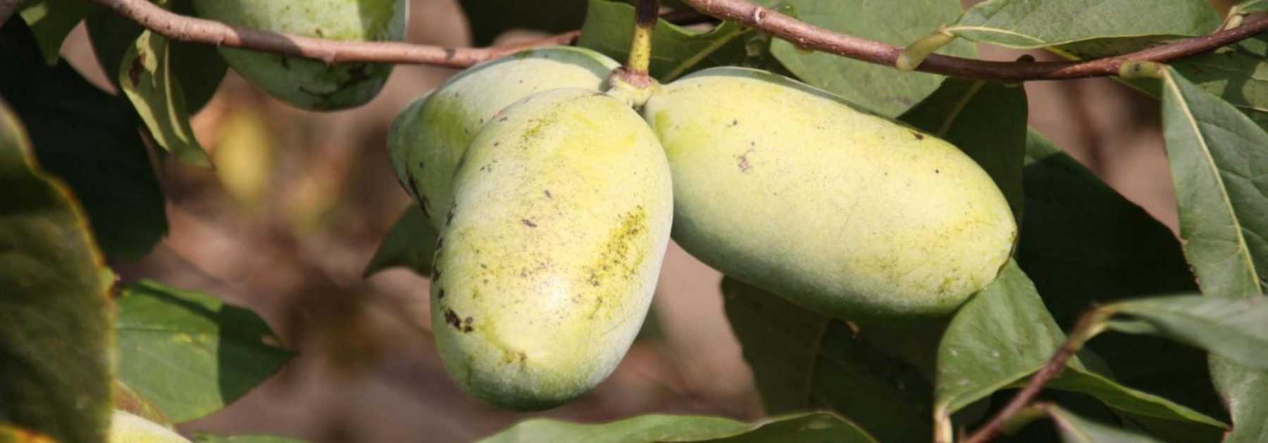 Asiminier trilobé, Paw Paw : planter, cultiver, récolter