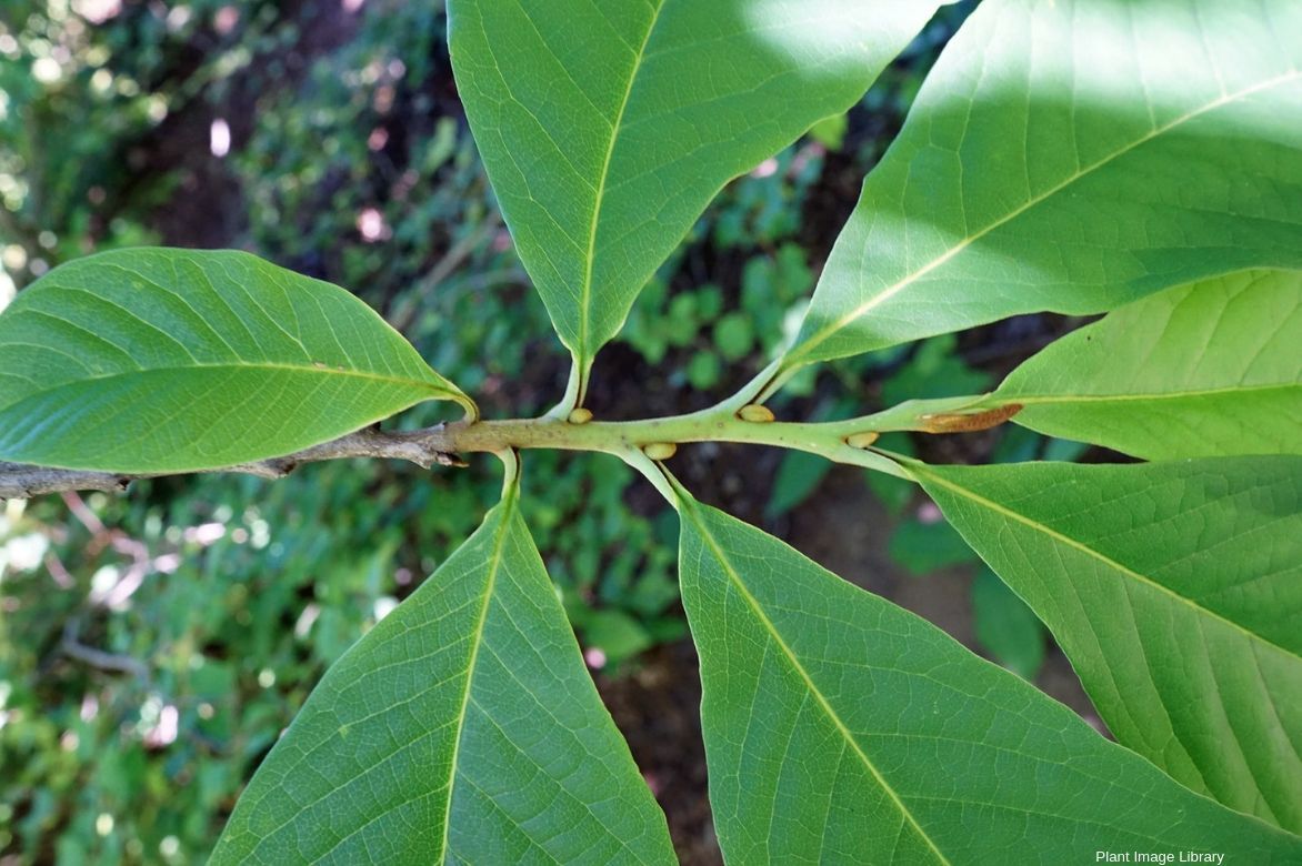 asimina triloba