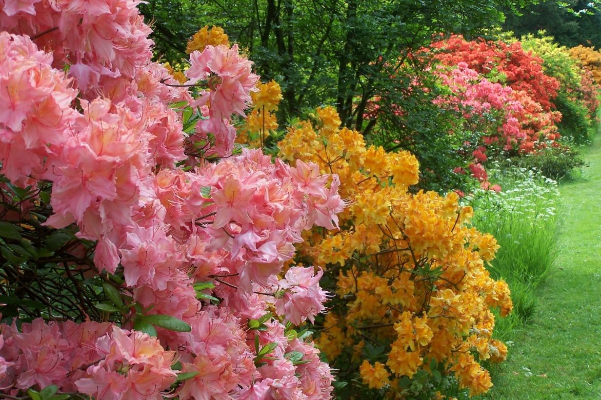 azalea, rhododendron