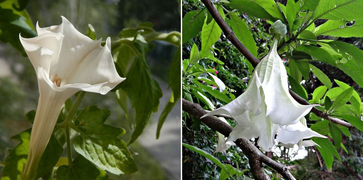 différence datura et brugmansia