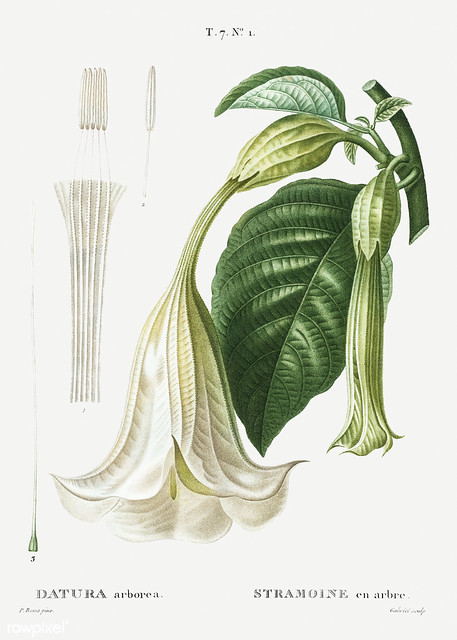 brugmansia