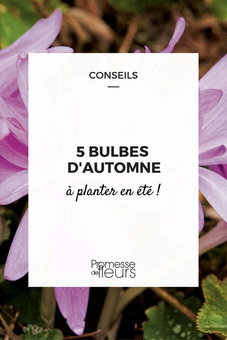 bulbes qui fleurissent automne